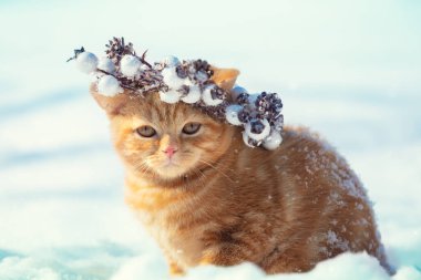 Noel çelengi giyen bir kedi portresi. Kışın karda oturan kedi.