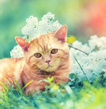 Baharda kedi açık havada. Beyaz leylak çiçekleriyle çimenlerde dinlenen sevimli kızıl kedi.