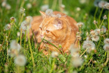 Doğadaki kedi. Komik kızıl kedi yavrusu güneşli bir yaz gününde karahindiba ile çimenlerde yatıyor.
