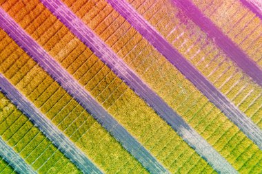 Renkli geometrik buğday tarlalarının havadan görünüşü. Soyut kırsal doğa geçmişi. Gradyan rengi