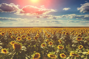 Ayçiçekli yaz manzarası. Güzel ayçiçeği tarlası. Kırsal alan, kırsal alan. Doğa arkaplanı.