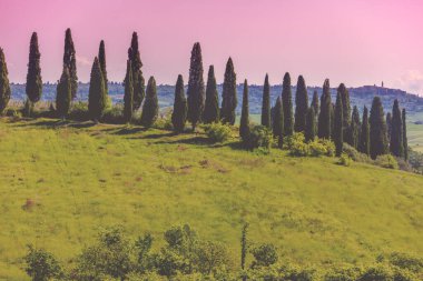Yazın kırsal alan. Kırsal kesimde. Tepedeki buğday tarlası ve sabahın erken saatlerinde selvi.