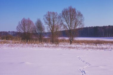 Kışın kırsal alan. Karla kaplı tarlada ağaçlar