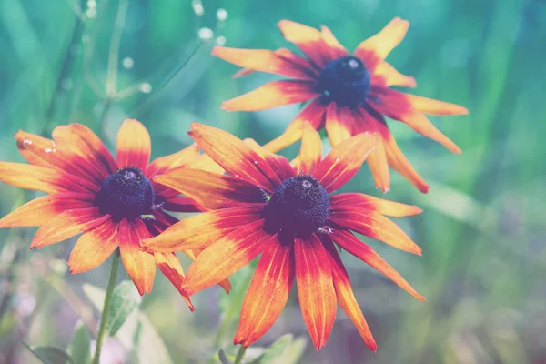 Vintage blossoming Rudbeckia hirta (Black-eyed Susan) flowers in the garden in summer. Nature background