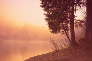 Sonbaharın sisli sabahında gölün etrafındaki firavun ağaçları. Ukrayna 'nın Karpat Dağları' ndaki Synevyr Gölü. Zakarpattia Oblastı 'ndaki Synevyr Poliana Ulusal Parkı. Ukrayna, Avrupa