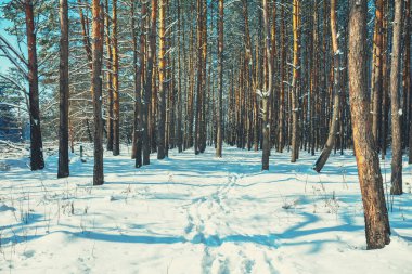 Güneşli bir kış gününde karlı bir orman. Kış doğası. Ormandaki patikada ayak izleri. Noel arkaplanı
