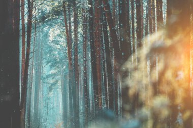 Kış sabahı karlı çam ormanı. Kış doğası. Doğa kış arka planı. Noel arkaplanı
