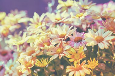 Klasik kasımpatı çiçeği arkaplanı gün batımında