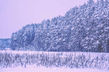 Kışın karlı orman. Karla kaplı ağaçlar. Kış doğası