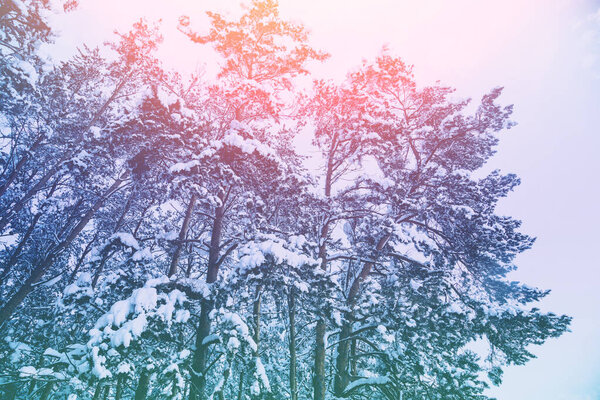 Снежный лес зимой. Деревья покрыты снегом. Зимняя природа