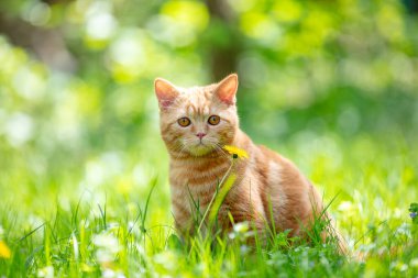 Güneşli bir yaz gününde çimenlerde oturan kızıl kedi yavrusu.