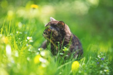 Şirin kaplumbağa kabuklu kedi yavrusu. Bahar bahçesindeki yeşil çimlerde yatan kedi.