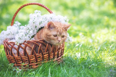Beyaz leylak çiçekleriyle sepette oturan kızıl kedi yavrusu.