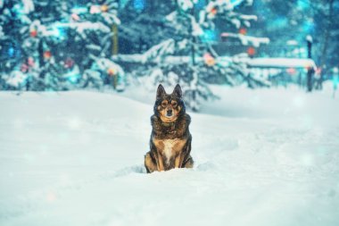 Kışın dışarıda, karla kaplı köknar ağaçlarının yanında oturan köpek.