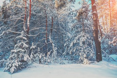 Güneşli bir kış gününde karlı bir orman. Çam ağaçları karla kaplı. Kış doğası