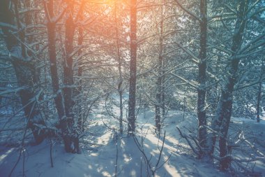 Güneşli bir kış gününde karlı bir orman. Çam ağaçları karla kaplı. Kış doğası