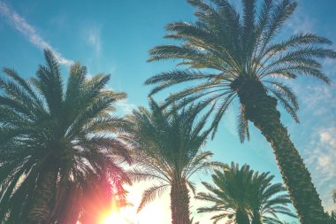 Gün batımında gökyüzüne karşı palmiye ağaçları. Tropik doğa geçmişi. Palmiye ağaçları alt görünüm