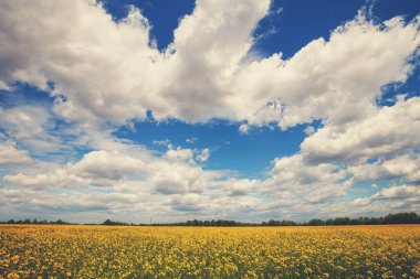 İlkbaharda güzel bulutlu gökyüzü ile çiçek açan kolza tohumu tarlası