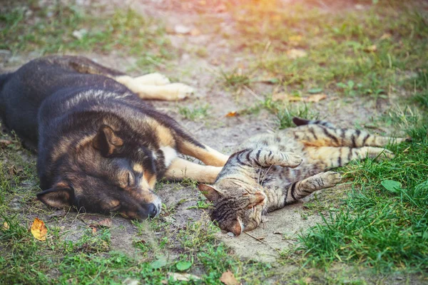 Dog and cat best friends sleeping together outdoors