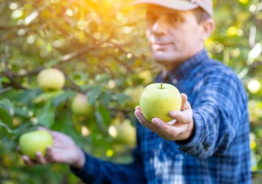 Meyve bahçesinde yeşil elma toplayan bir adam. Elinde organik elmalar tutan adam. Önplan elmasına seçici odaklanma