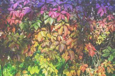 Sonbahar kırmızı yeşil mor ve sarı arkaplan Maiden Üzümleri yaprakları