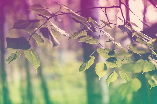 Birkenhain Frühling Birkenzweige Mit Grünen Blättern Natürlicher Frühlingshintergrund Selektiver Fokus — Stockfoto