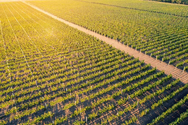 Landbouwlandschap Herfst Uitzicht Wijngaard Plantage Rij Van Wijnstokken Luchtzicht — Stockfoto
