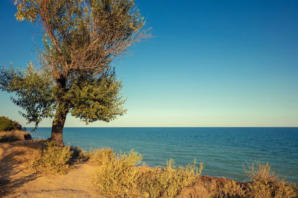 Zeegezicht Met Een Eenzame Boom Een Zonnige Dag — Stockfoto