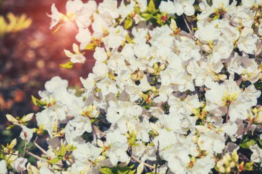 Güneşli bir günde bahçede Rhododendron çiçekleri