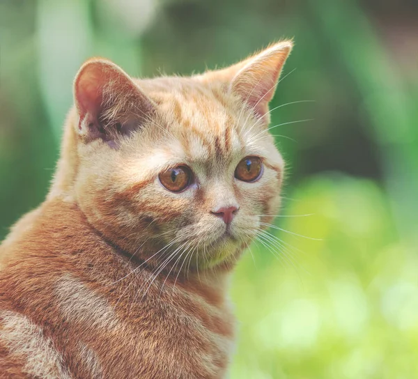 Portrait Ginger Cat Background Summer Green Nature — Stock Photo, Image