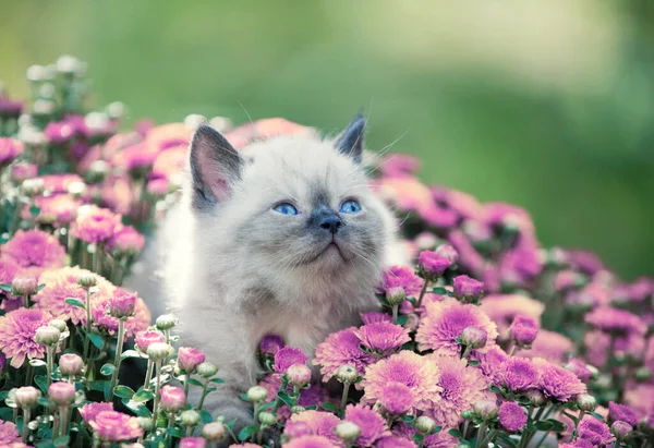 Schattige Zeehond Punt Kitten Zitten Chrysanten Bloemen Zomertuin — Stockfoto