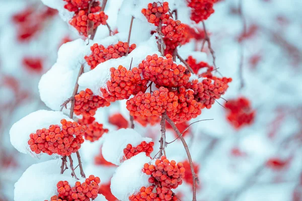 Ramas Con Racimos Serbal Cubiertos Rima Invierno Naturaleza Fondo — Foto de Stock