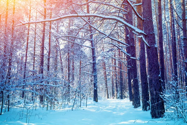 Nature Winter Background Snowy Forest Pine Trees Covered Snow Winter — Stock Photo, Image