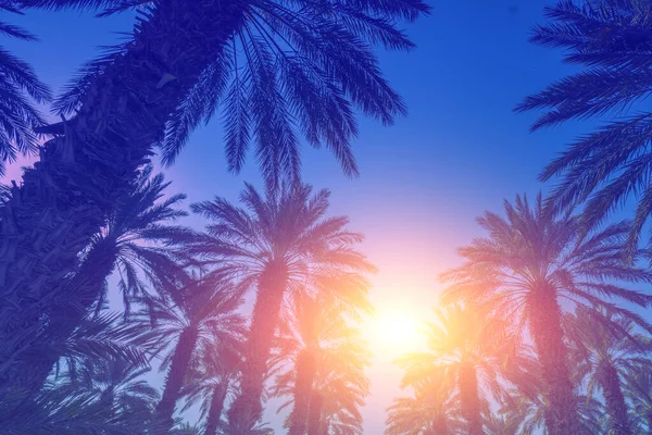 Rangée Palmiers Tropicaux Contre Ciel Couchant Couleur Dégradée Silhouette Palmiers — Photo