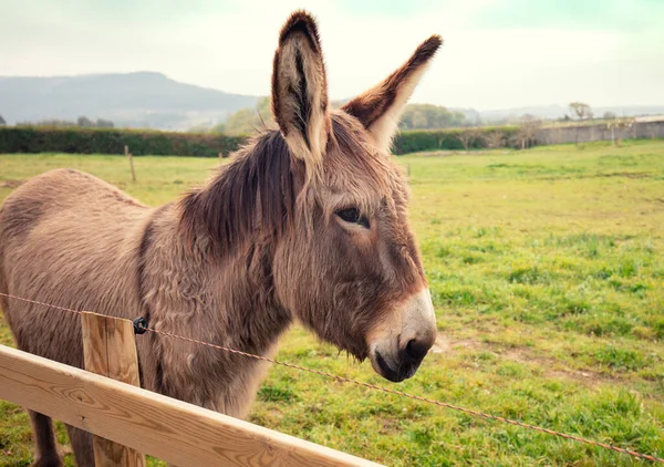 Donkey Portrait Farm Fence — Stock Photo, Image