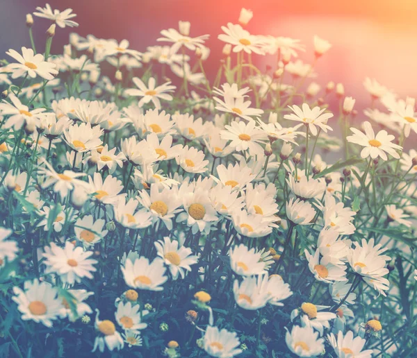 Vintage Kamillenblüten Schöne Natur Hintergrund Matricaria Chamomilla Hintergrund Zur Sommerzeit — Stockfoto