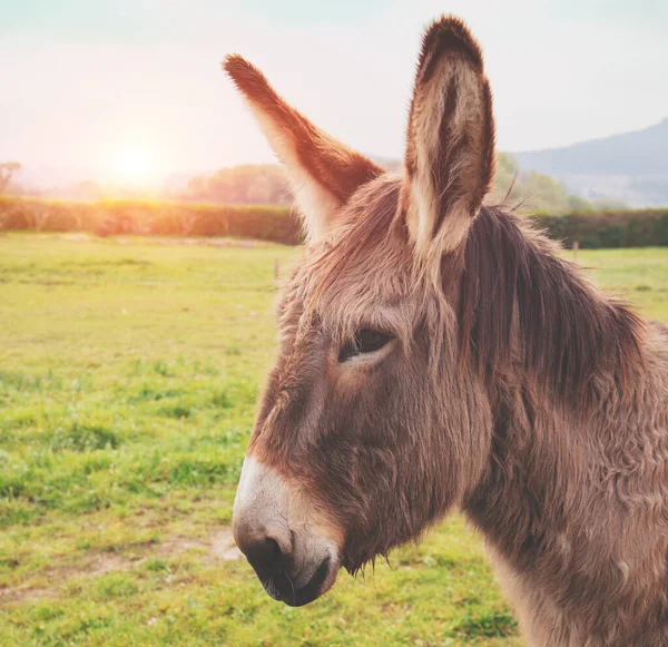 Portrait of a donkey on the meadow