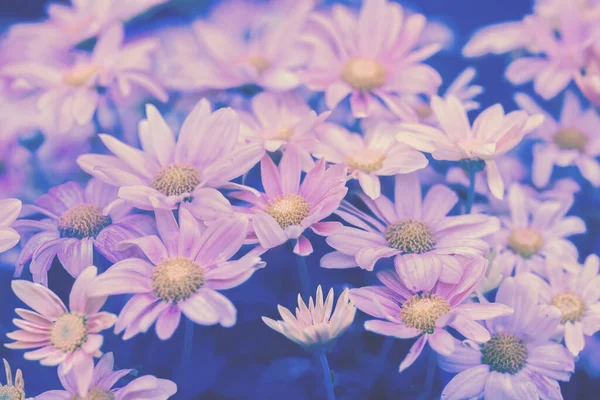Vintage Krizantém Virág Háttér Naplementekor Fény — Stock Fotó