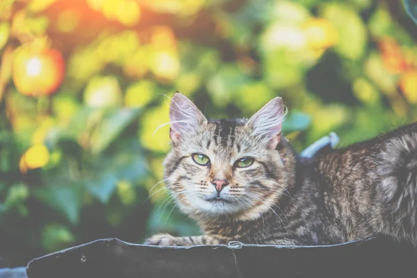 Cute Kot Leży Metalowym Dachu Jesiennym Ogrodzie — Zdjęcie stockowe