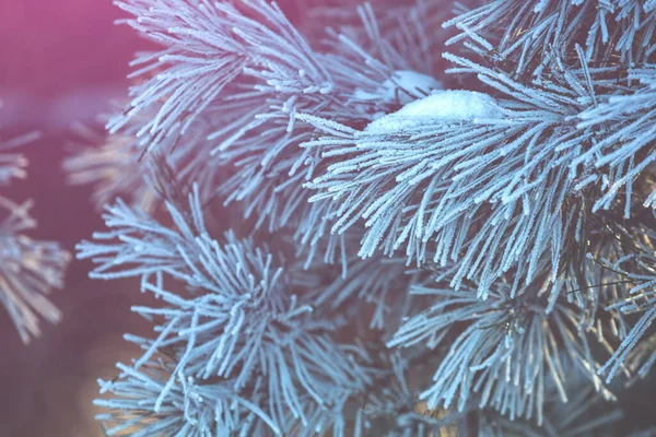 松枝上覆盖着李子 大自然的冬季背景 冬天的自然雪地的森林 圣诞节背景 — 图库照片