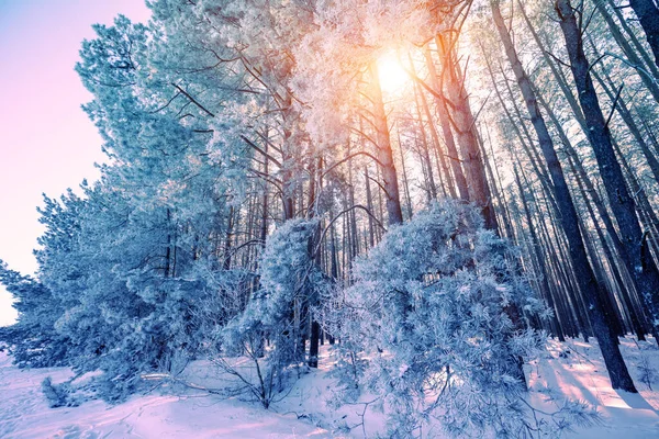 在阳光灿烂的日子里 是冬季的森林 被雪覆盖的高大松树 — 图库照片
