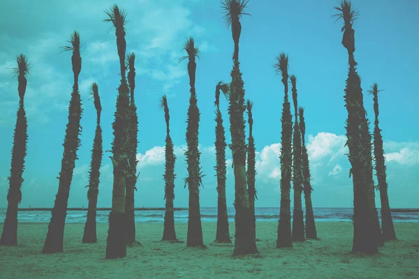 Przylądek Morski Palmami Plaży Tel Awiw Izrael — Zdjęcie stockowe