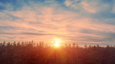 The sun rises over the pine forest