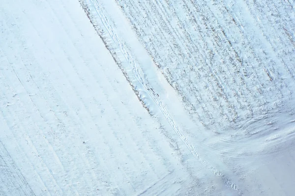 Top View Arable Land Winter Wheat Covered Snow — Fotografia de Stock