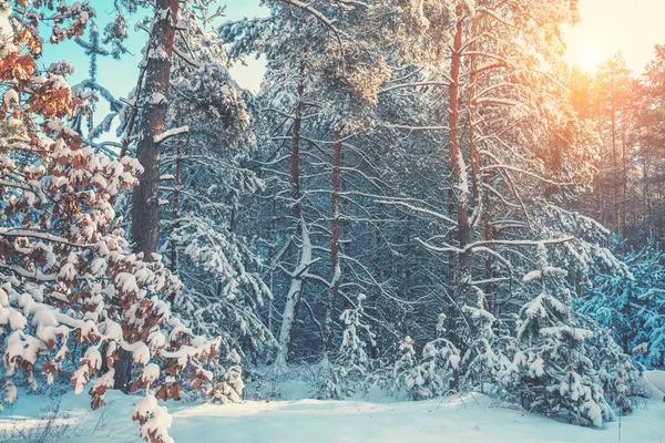 Güneşli Bir Kış Gününde Karlı Bir Orman Çam Ağaçları Karla — Stok fotoğraf