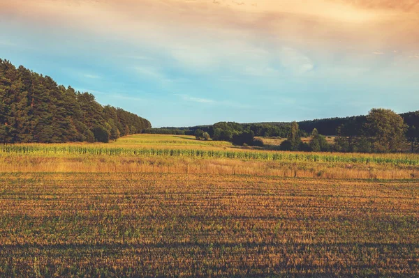 Сельский Пейзаж Кукурузным Полем Вечером Деревня Осенью — стоковое фото