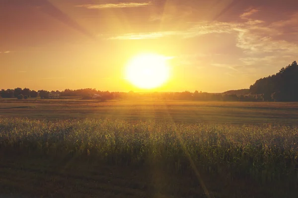 Paysage Rural Avec Champ Maïs Pendant Coucher Soleil Magique Village — Photo