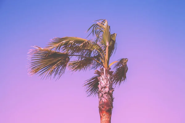 Tampo Palmeira Contra Céu Gradiente Por Sol Fundo Natureza Tropical — Fotografia de Stock