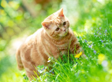 Zencefilli kedi yavrusu güneşli bir yaz gününde çimenlerde yürüyor.