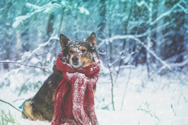 Boynuna örülmüş bir eşarpla ormanda kar fırtınasında yürüyen bir köpeğin portresi.